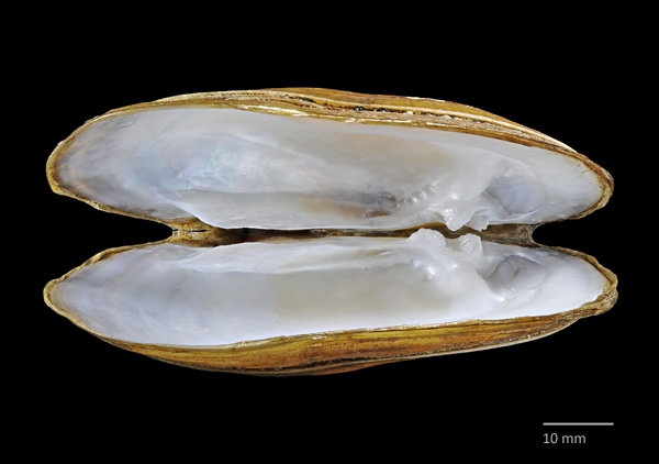 Photo of Lampsilis siliquoidea by Ian Gardiner